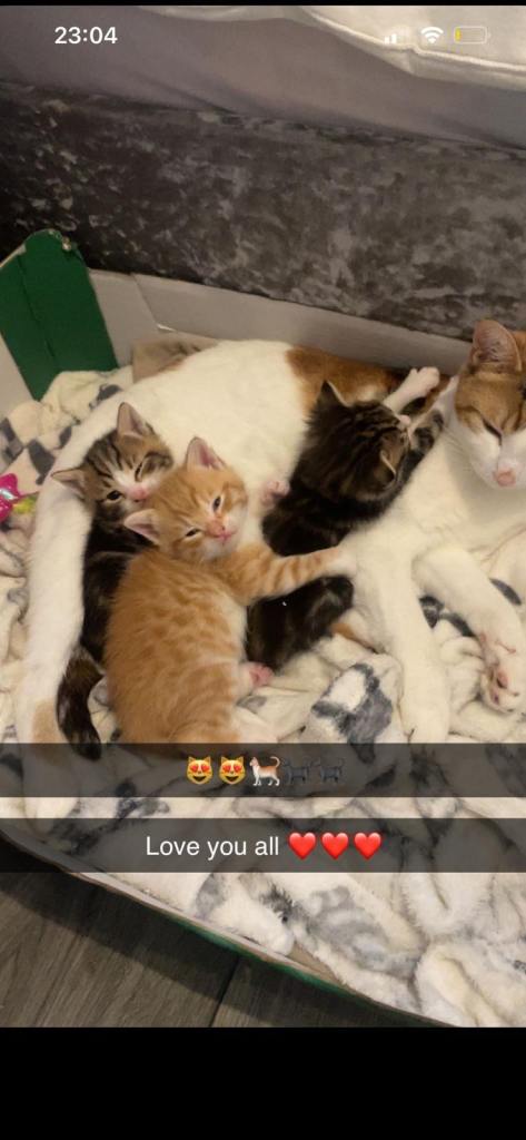kittens for sale 