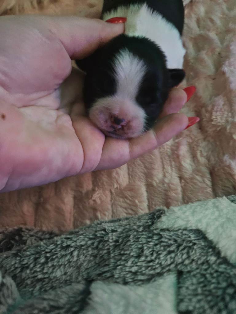 💕 Gorgeous Shih Tzu Boys 💕