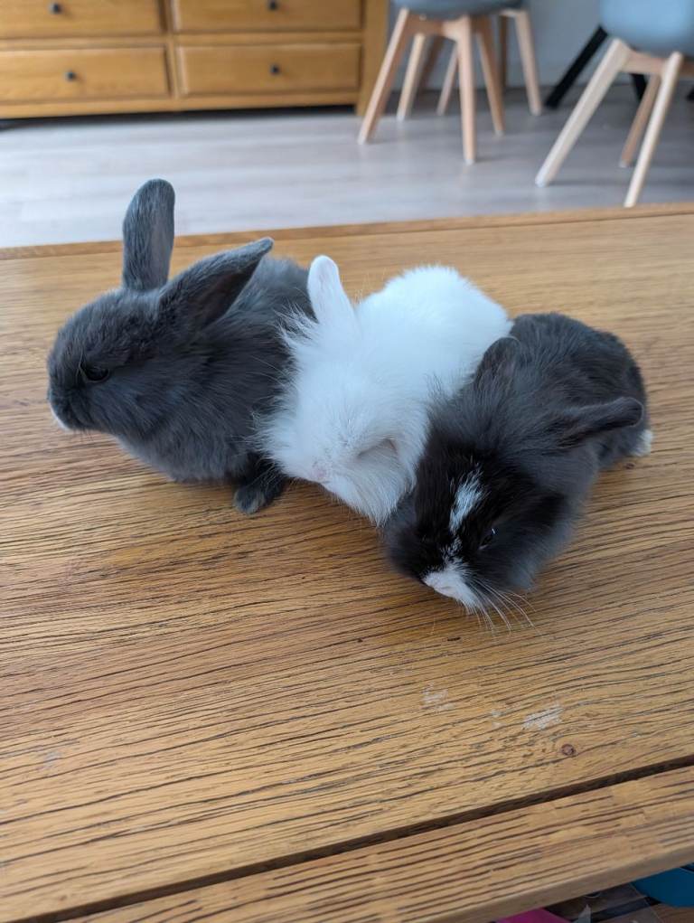 Bunnies for sale