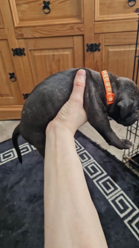 Staffy  female pup