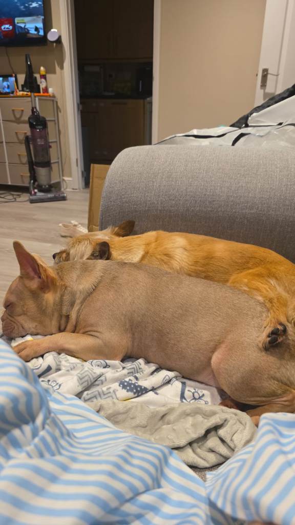  Frenchie and chorkie mix