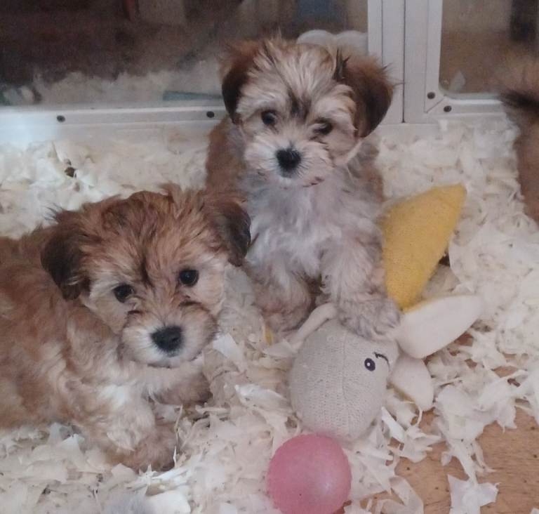 Maltese terrier cross Yorkshire terrier 