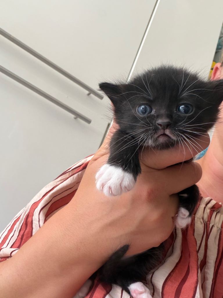 Black and white kittens 