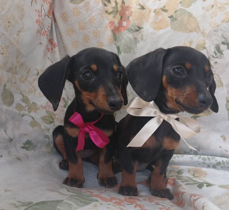 Dachshund 