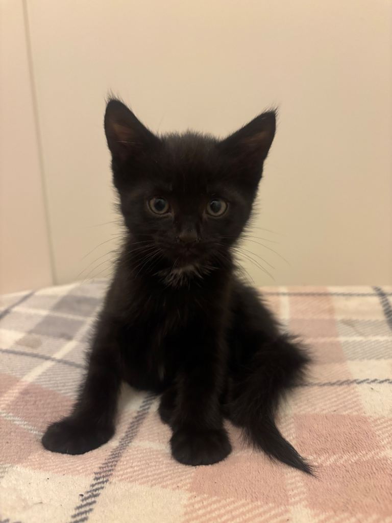 Kitten