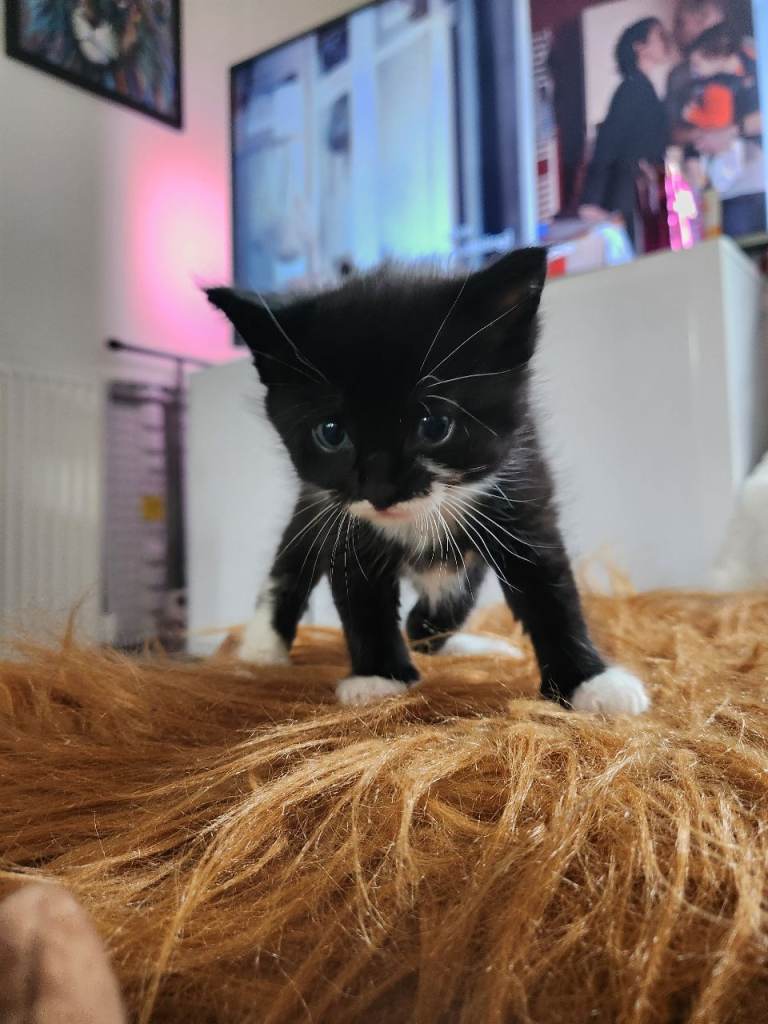 5 Gorgeous kittens for sale