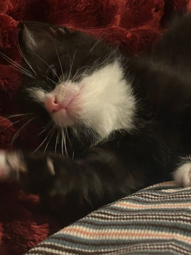 Playful and super fluffy kitten 