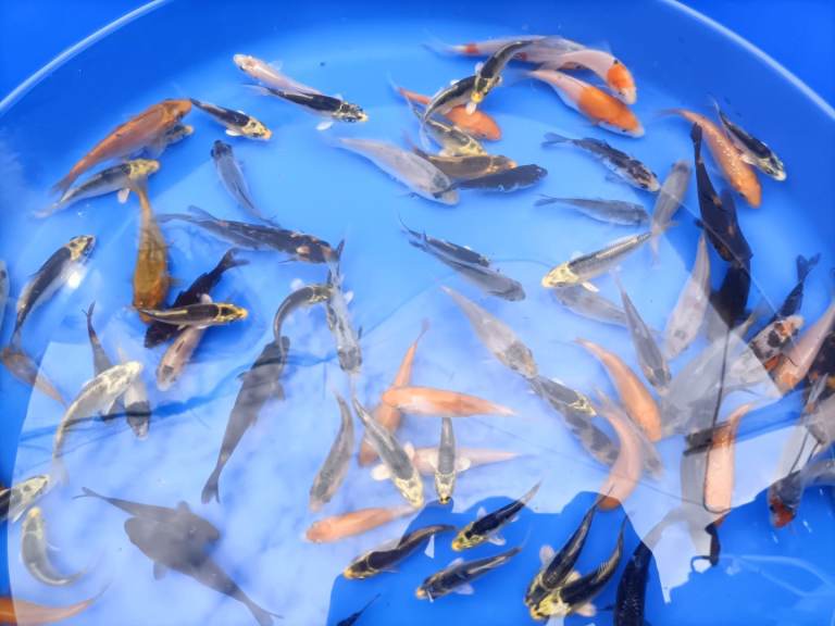 1-5" mixed koi, 4-6" butterfly koi, large koi. PLEASE SEE PRICING