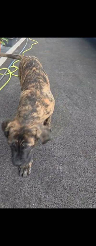 Cane corso