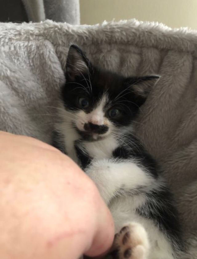 Kittens for sale