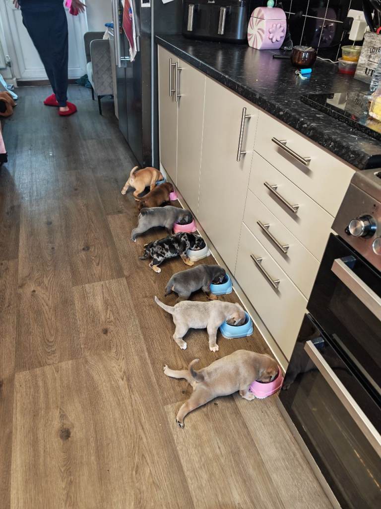 Olde tyme bulldog puppies 