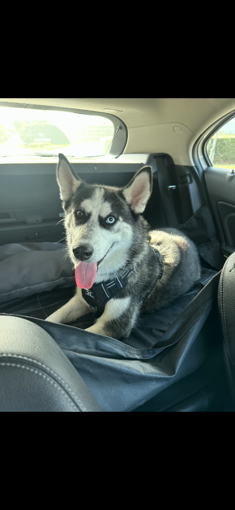 Beautiful Female Husky — Looking For A Loving Home