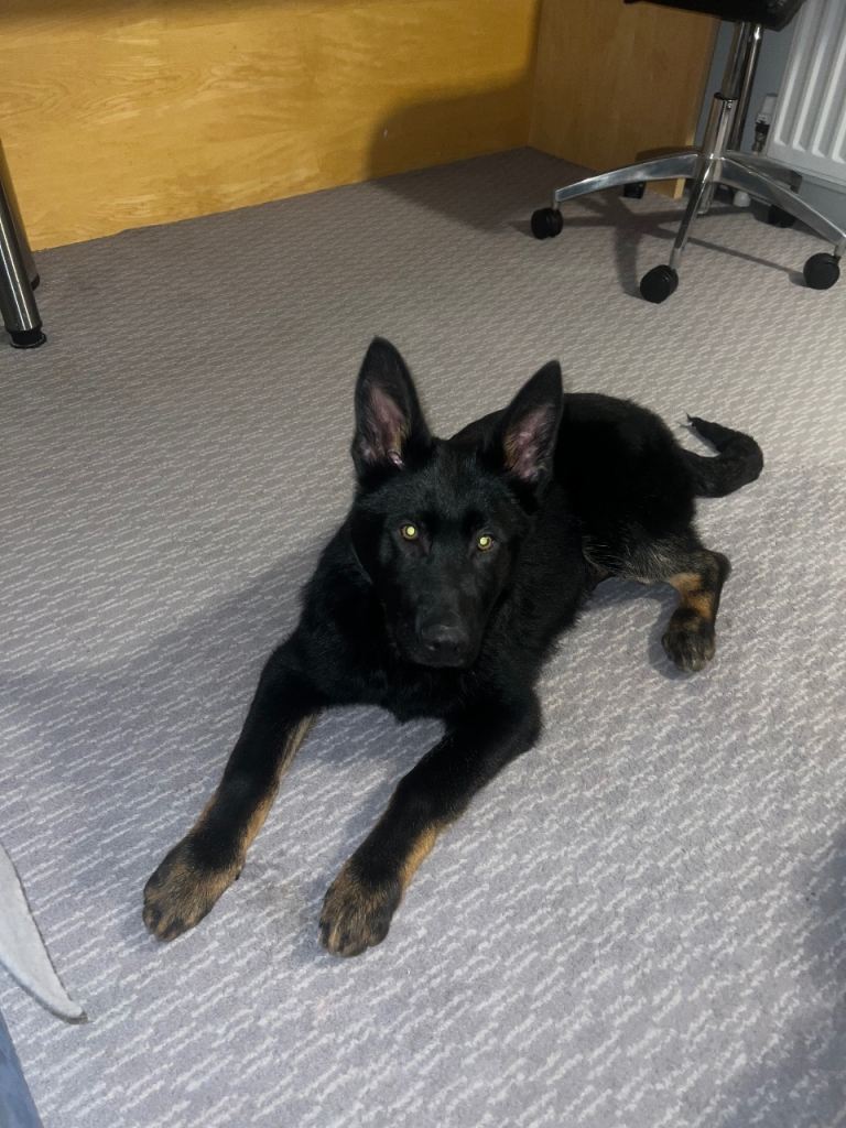 Germen shepherd pups