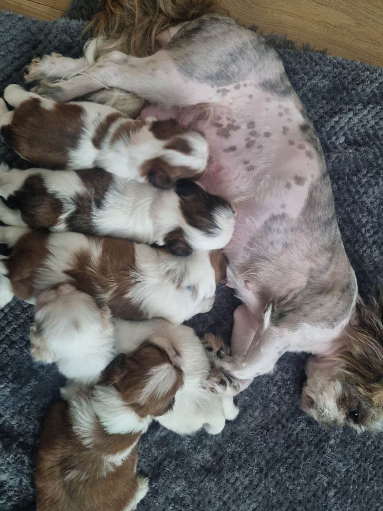One girl pup for sale
