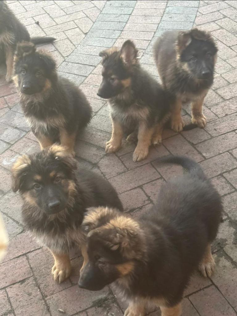 German Shepherd Pups