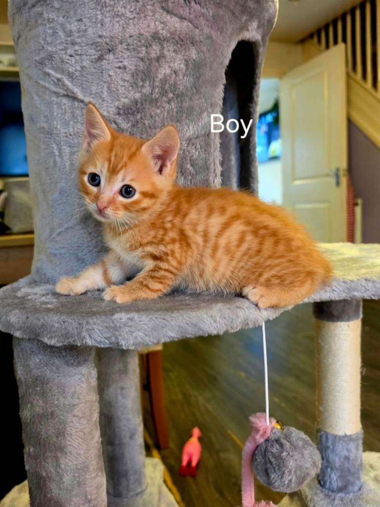 Kittens 