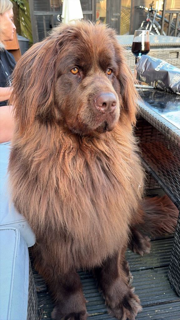 Expected Litter of Newfoundland Pups, Register your interest now 