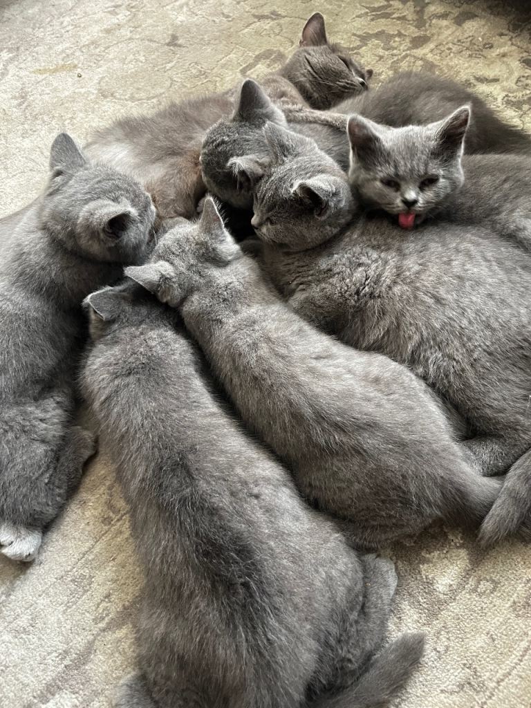 GCCF blue kittens for sale 