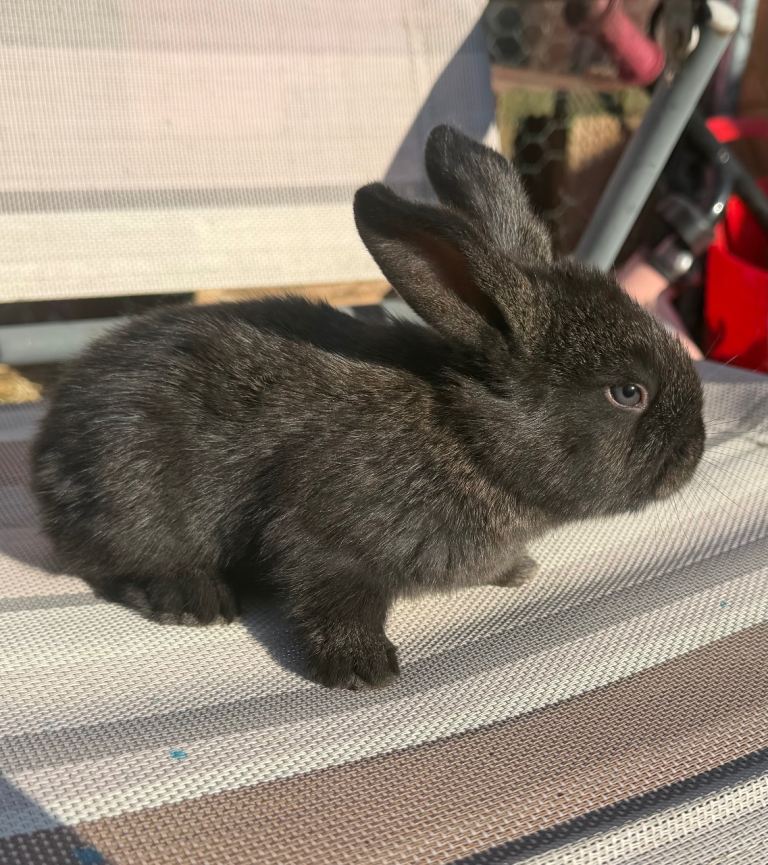 Continental giants x French lop rabbits 