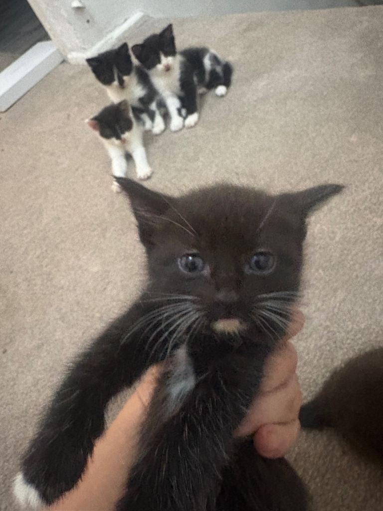 Beautiful black and white kittens  ready for loving home 3 left from 6 