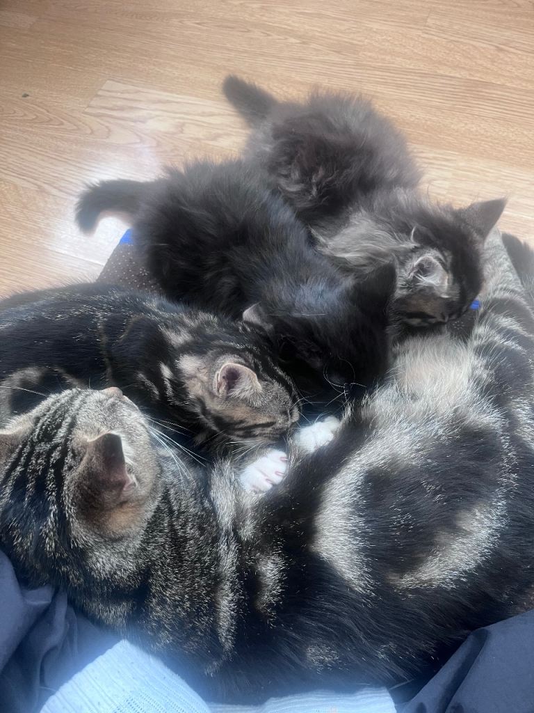 Available Kittens 