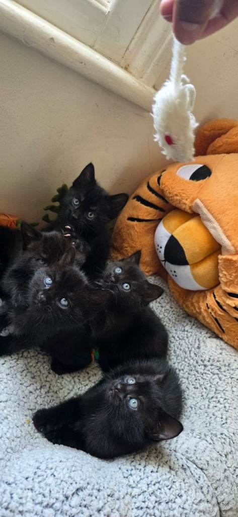 We have 5 adorable kittens from the same litter Mixed Breed 