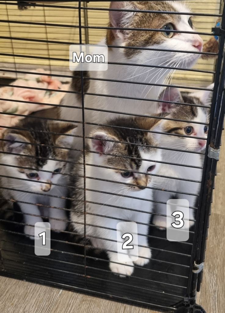 8 weeks old mixed breed kittens looking for a forever home