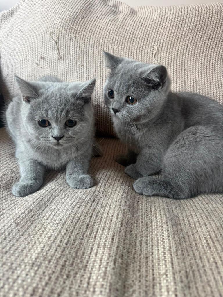 Beautiful British Shorhair Kittens for sale