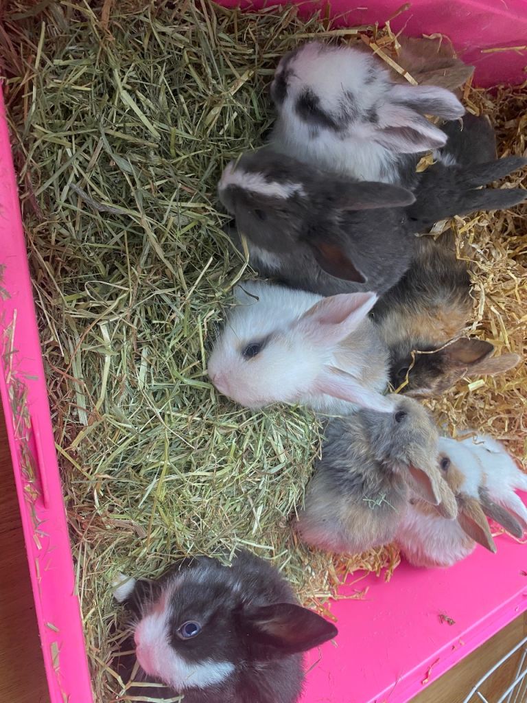 Baby rabbits 