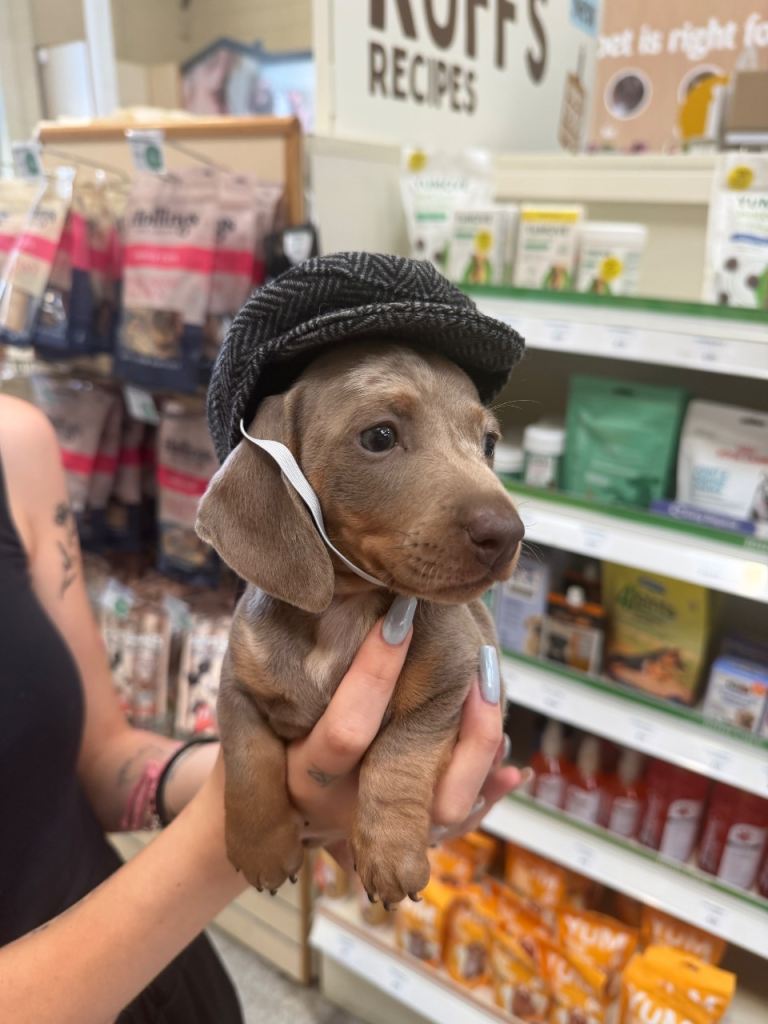 Dachshund puppy needs rehoming