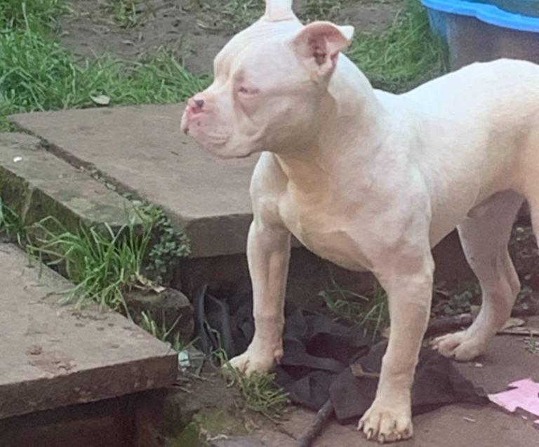 looking for forever home girl n boy 