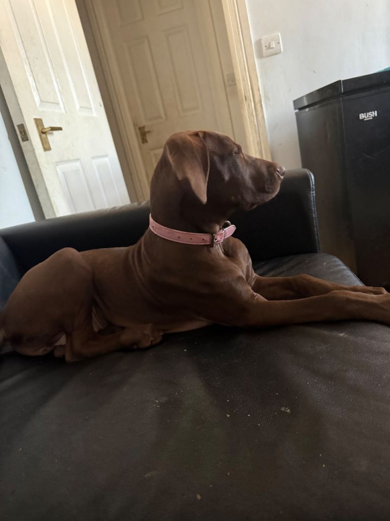 Puppy looking for a new home