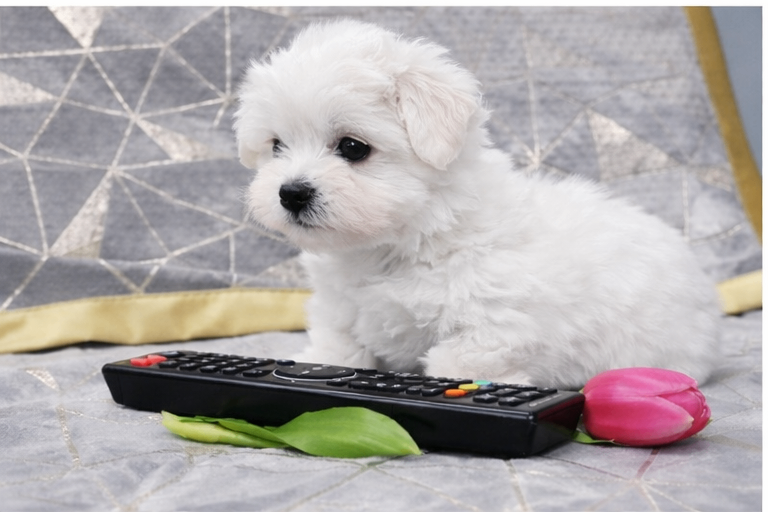 Beautiful Maltese Puppies – Home Raised, Ready Soon