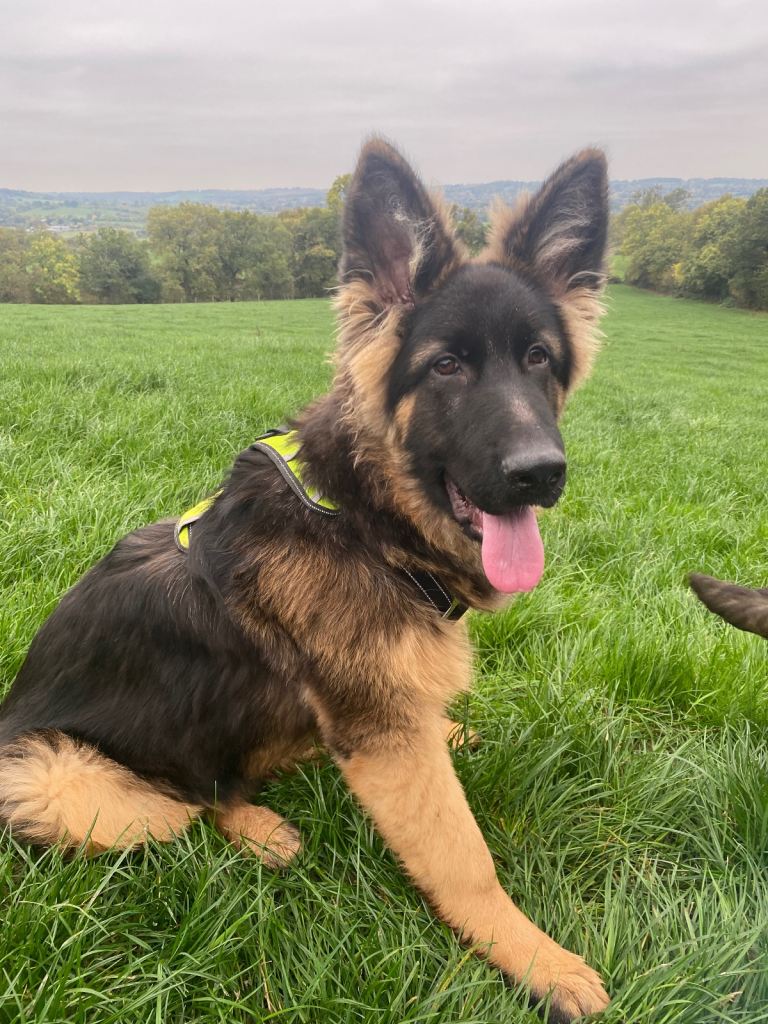 German shepherd 6 months old 