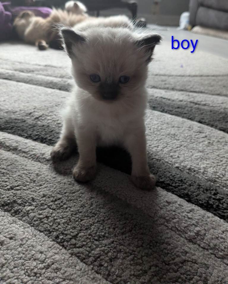Gorgeous ragdoll kittens