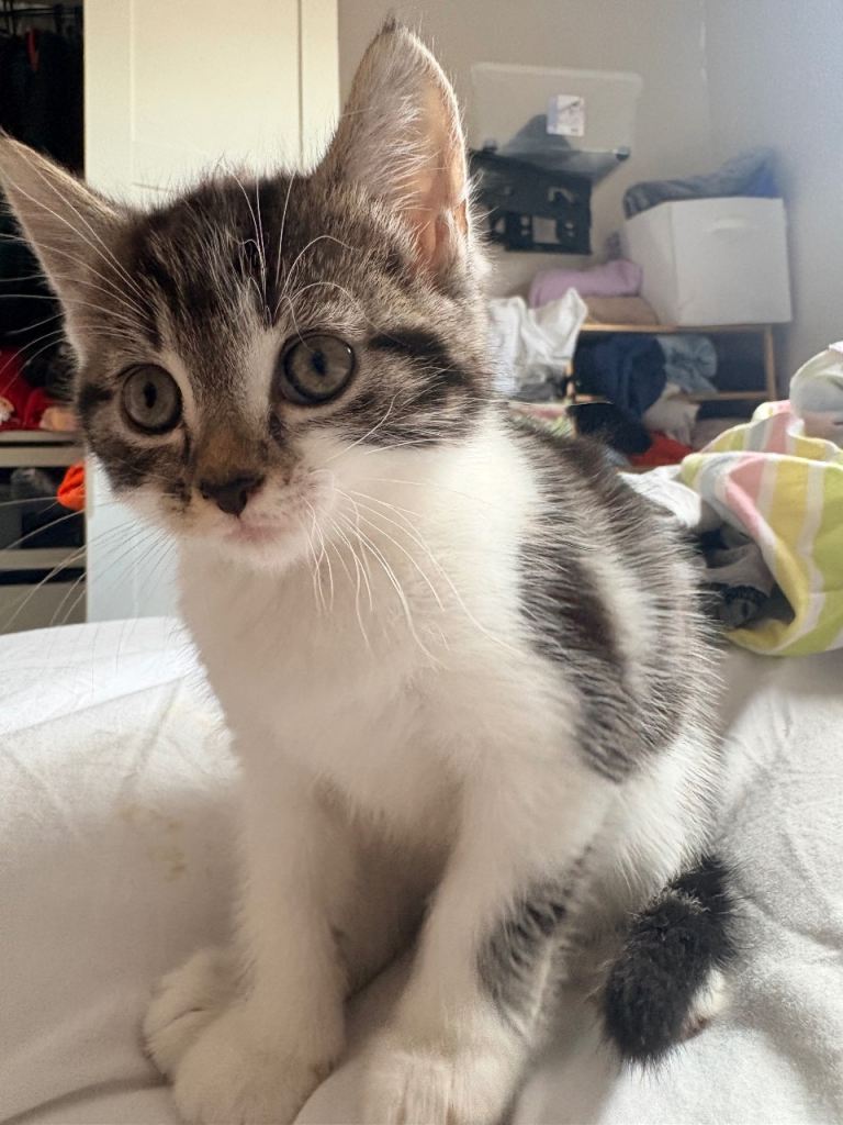 Kittens for sale 