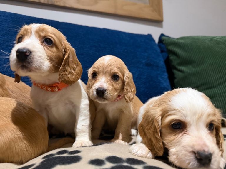 Gorgeous Cocker Spaniel Puppies