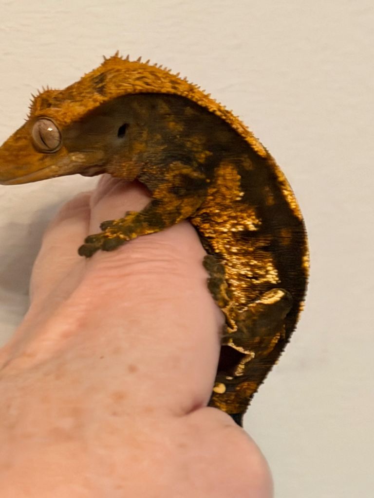 Crested Geckos