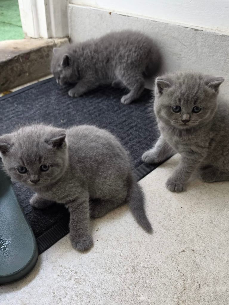 British Blue Shorthair Kittens (Purebred) 