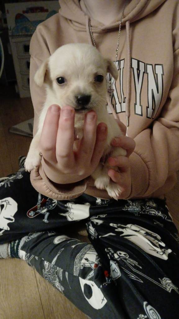 Beautiful Jackchi pups 