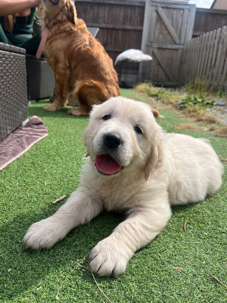 Gorgeous golden retriever puppies 🐶