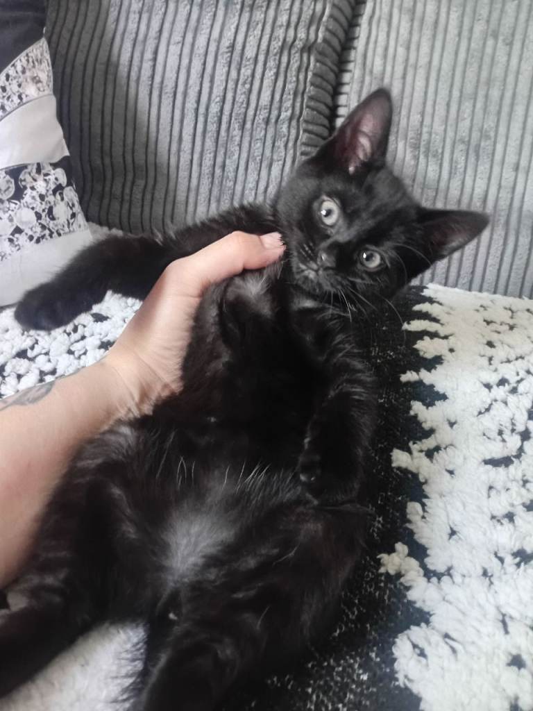Kittens for sale