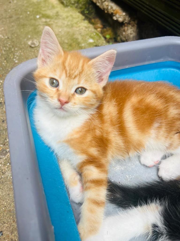 Kitten for sale