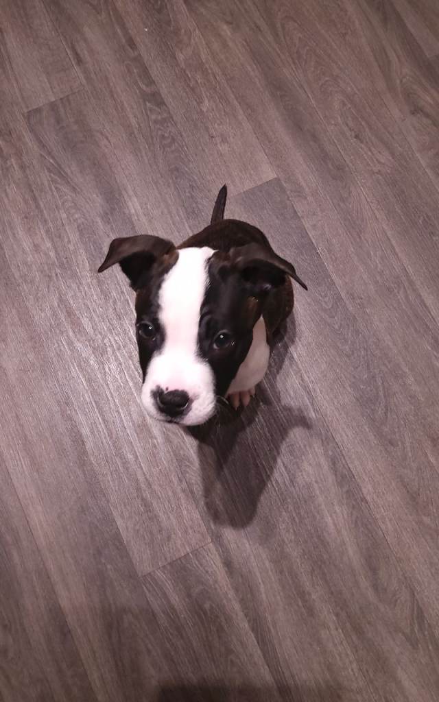 Staffordshire bull terrior  blue brindle 