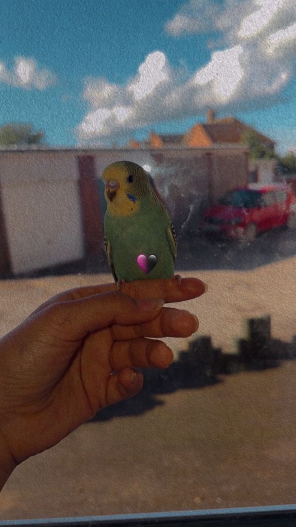 Little baby budgies 
