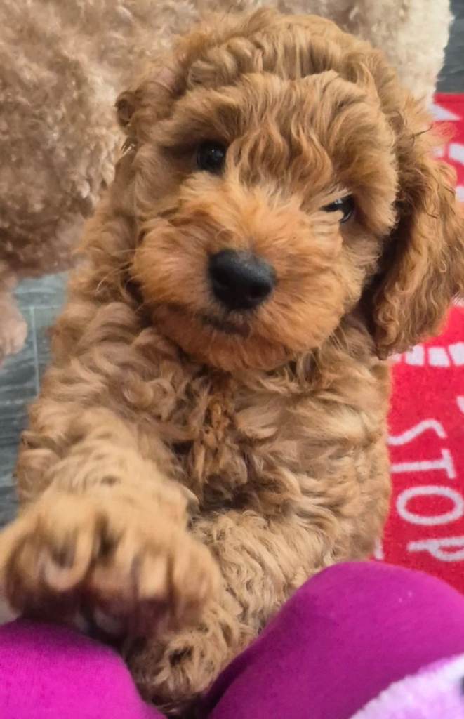 Australian Labradoodle/ Cockapoo fox red male