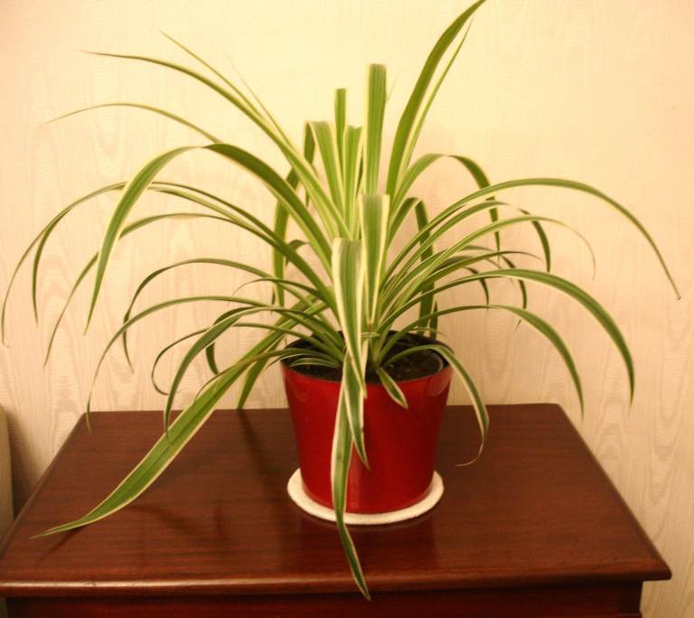 Large spider plant