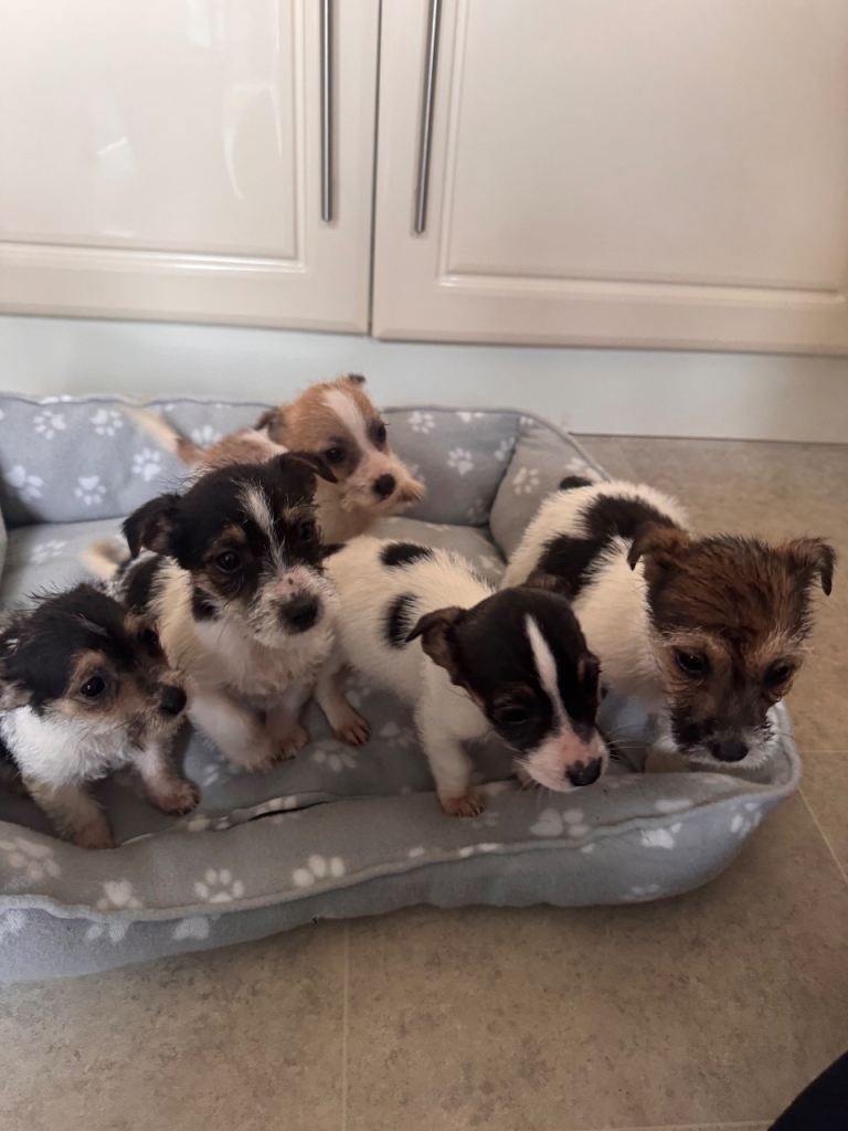 Jorkie puppy’s 