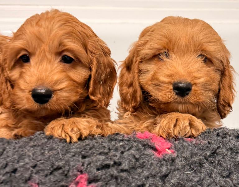 F1 Cockapoo Puppies