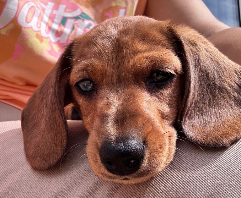  4 Gorgeous Miniature Dachshund Boys Looking for Their Forever Homes 